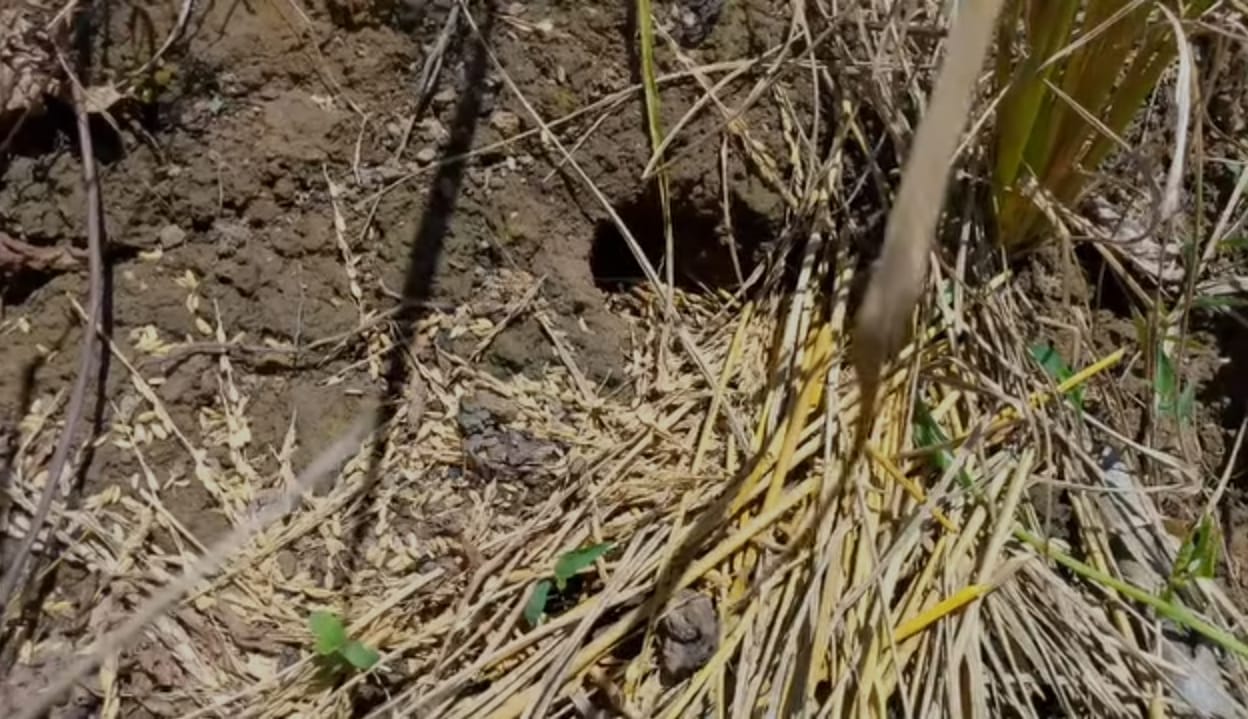 Rapid Needs Assessment on Rodent Crisis in Sajek